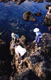 Exploring at Low Tide